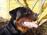 rottweiler bronko du jardin des monts d'or - Rottweiler