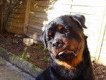 rottweiler bronko du jardin des monts d'or - Rottweiler