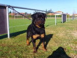 rottweiler bronko du jardin des monts d'or - Rottweiler