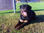 rottweiler bronko du jardin des monts d'or - Rottweiler