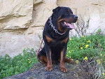 rottweiler; shevchenko - Rottweiler