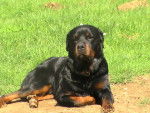 rottweiler VOLF - Rottweiler