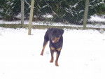 Kéops rottweiler de 11 mois - Rottweiler (11 mois)