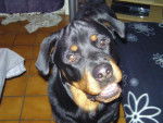 keops rottweiler de 11 mois - Rottweiler (11 mois)
