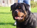 rottweiler - Rottweiler