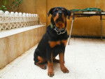 rottweiler - Rottweiler