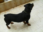 rottweiler - Rottweiler