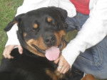 tayson - Rottweiler Mâle (2 ans)