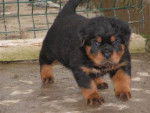 Rottweiler shnoppere - Rottweiler