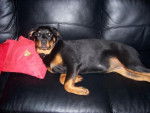 rottweiler . nyka - Rottweiler