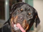 Rottweiler STAN - Rottweiler