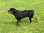 Choupette , ma rottweiler - Rottweiler