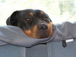 Reys - Rottweiler