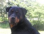 Reys - Rottweiler