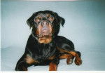 Max - Rottweiler