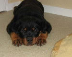 Photo Eiko : chiot Rottweiler de 2 mois et demi - Rottweiler (2 mois)