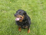 Photo phaenna - Rottweiler