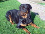 Kayser - Photo Rottweiler - Rottweiler