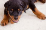 Un chiot Rottweiler allongé par terre