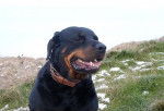 Portrait Phaenna chienne rottweiler - Rottweiler