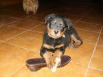 Margo, chiot rottweiler - Rottweiler
