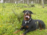 Margo 2 ans - Rottweiler (2 ans)