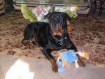 Anniversaire de Margo 3 ans - Rottweiler (3 ans)