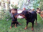 Margo et sa fille Karmen - Rottweiler