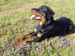 Margo a 8 mois - Rottweiler (8 mois)