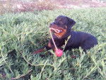 Karmen grandit - Rottweiler