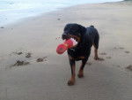 Karmen à la plage - Rottweiler