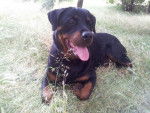 Beau portrait de Karmen - Rottweiler