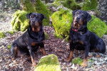 Karmen et Margo - Rottweiler