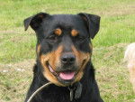 Nala, femelle Rottweiler 4 ans en 2007 - Rottweiler (4 ans)