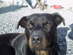 kaya - Rottweiler Femelle (4 ans)