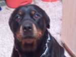 Xax pris sur le .... - Rottweiler