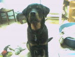 Apache a 5 mois - Rottweiler (5 mois)