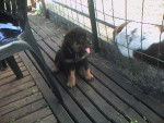 Apache a 1 mois et demi - Rottweiler (1 mois)