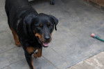 Photo Rottweiler