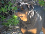Photo Rottweiler