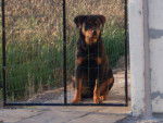 laika - Rottweiler Femelle (4 mois)