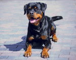 Photo Rottweiler