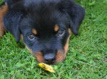 Photo Rottweiler