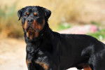 Un Rottweiler aux aguets