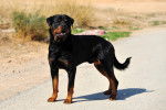 Photo Rottweiler