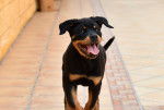 Photo Rottweiler