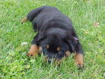 Peluche - Rottweiler Femelle (2 mois)