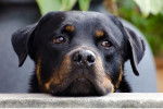 Photo Rottweiler