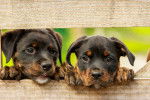 Deux chiots Rottweilers la tête entre une barrière en bois