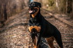 Un Rottweiler en position statique sur une voie ferrée 